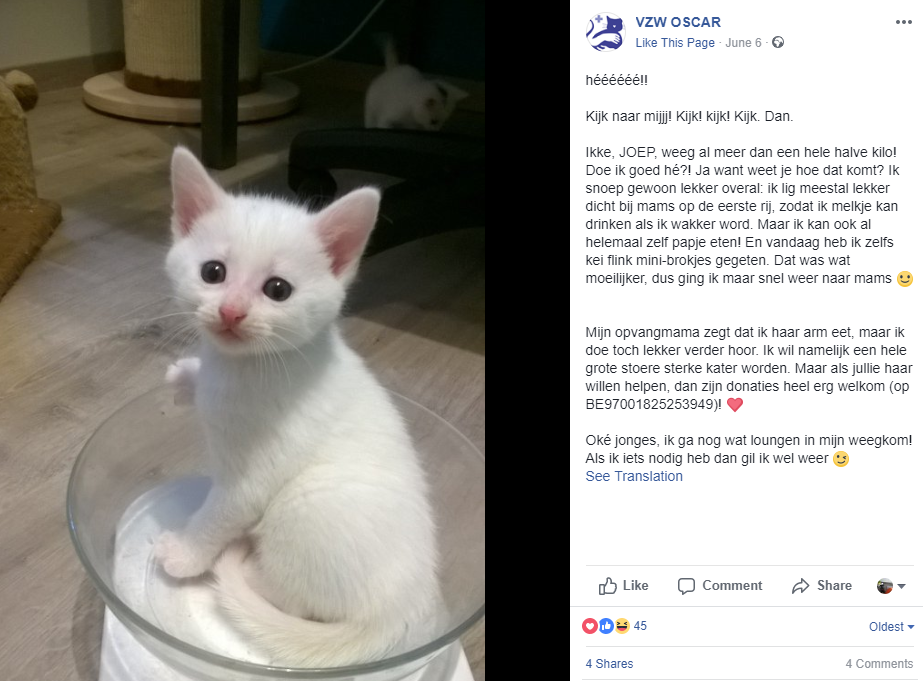social media inspiratie facebook post VZW Oscar katten